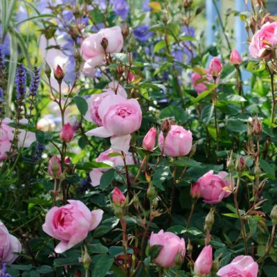Spring Stroll Tour of Gardens